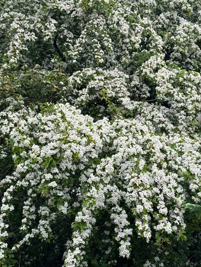 The image depicts a dense shrub in full bloom, covered in small white flowers intermixed with green leaves. The vegetation is likely located in Milton Keynes, United Kingdom, given the prompt's context. The scene lacks human presence or any clear indicators of specific urban objects. The focus is solely on the plant life, suggesting a natural, potentially undisturbed area within an urban or suburban setting.