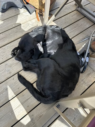 A black Labrador Retriever is observed sleeping, curled tightly on a light-colored wooden deck in Montriond, France. The dog's head is resting on its front paws, and its tail is curled around its body. Sunlight illuminates parts of the dog's coat and the wooden planks, casting distinct shadows. In the upper left background, a portion of a brown leather backpack and a dark grey textile object are visible. In the upper right background, light-colored metal legs of an outdoor chair are present, along with a pair of black sandals positioned near the chair legs. No people are visible in the scene.