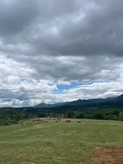 The image depicts a landscape in Kornitsa, Bulgaria, under a sky filled with dense clouds. In the foreground is a green field dotted with small white flowers. A flock of sheep is grazing in the field near a small red-roofed structure. Mountains are visible in the background.
