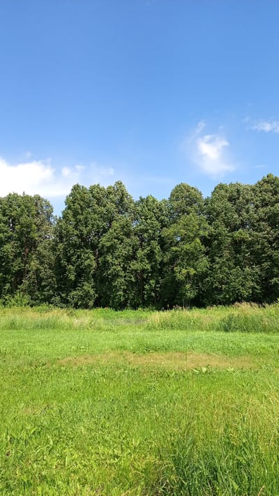 This media file depicts a natural outdoor scene with a clear blue sky dotted with a few white clouds. The lower half of the image is dominated by a vibrant green meadow filled with tall grass and wildflowers. In the background, a dense line of lush green trees forms a natural border. The overall impression is one of a bright, sunny day, likely in the late spring or summer, given the full foliage of the trees and the verdant meadow. There are no people or objects visible, and no text is present. The scene evokes a sense of tranquility and natural beauty, suggesting a rural or wilderness setting. The location context places this scene in Mikhailovka, Russia.