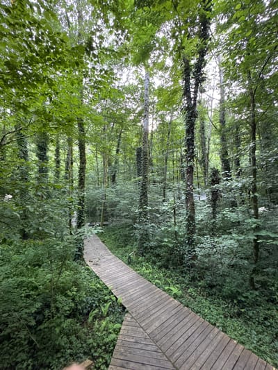 The image shows a wooden boardwalk winding through a dense, green forest. The boardwalk is constructed of weathered wooden planks and appears to be elevated, suggesting it traverses uneven or wet terrain. Surrounding the boardwalk is lush vegetation, including trees with ivy climbing their trunks and a dense undergrowth of ferns and smaller plants. The canopy of trees is thick, allowing only dappled sunlight to penetrate, creating a somewhat dim and mysterious atmosphere. The location is identified as Chvizhepse, Russia, a region known for its natural beauty and forests. There are no people or animals visible in the image, and the scene depicts a tranquil, natural environment.
