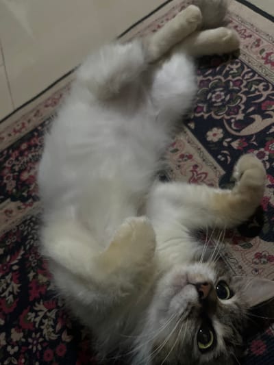 A fluffy, predominantly white, tabby cat lies on its back on a patterned rug. The cat's belly is exposed, and its front paws are raised. Its eyes are wide and focused upwards. The rug has a dark blue background with red and white floral patterns. The location is Binong, Indonesia.