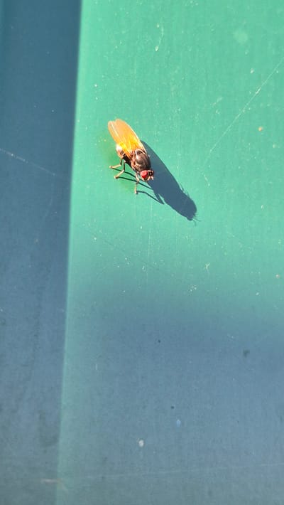 The image shows a close-up, top-down view of a fly resting on a green, textured surface, likely outdoors given the prominent shadow cast by the fly. The fly is black with a metallic sheen and has large, red compound eyes. Its wings are a translucent orange color. A long, dark shadow is cast to the left of the fly, indicating a strong light source, likely the sun, from the right. The surface appears to be a smooth, possibly plastic material, with some minor scuffs and dust visible. In the upper right quadrant of the image, the green surface transitions to a darker, bluish-green, suggesting a change in material, lighting, or perhaps the edge of another object. The bottom portion of the image is dominated by a dark shadow. The scene appears to be set during the daytime, with bright sunlight. No people, visible text, or specific location cues are present beyond the general outdoor setting. The overall mood is one of still observation of a common insect in its environment.