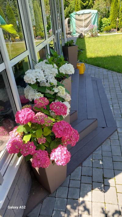 A low-angle outdoor shot shows a residential backyard in Zhavoronki, Russia, on a sunny day. In the foreground, two large planters hold blooming hydrangeas. The planter on the left has bright pink hydrangeas, while the planter to its right has white hydrangeas. The planters sit on a dark-colored wooden deck with a set of steps leading down to a cobblestone patio. In the middle ground, a yellow watering can sits on the top step of the deck. Behind the deck, a lush green lawn extends towards the background. Various trees and shrubs are visible, including tall evergreen trees on the left. A large, green tarp covers an object in the far background. The scene is well-lit with natural sunlight, casting shadows from the hydrangeas onto the deck and patio.