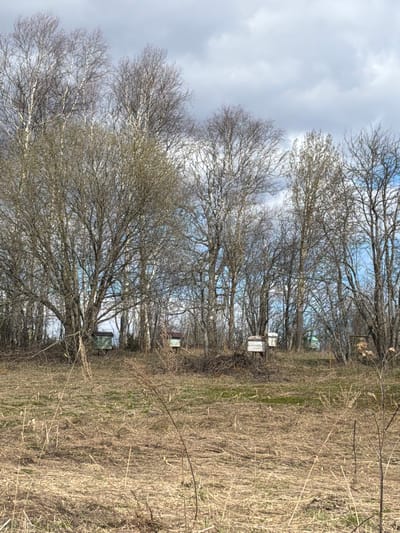 The image depicts a rural scene near Заболотово, Russia. Dominating the foreground is a field of dry, brown grasses and vegetation. A row of bare trees lines the edge of the field, with their branches forming a dense network against a cloudy sky. Scattered among the trees are several white beehives, indicating beekeeping activity in the area. A small building is also visible behind the trees.