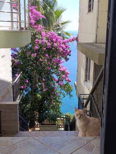 A fluffy orange cat with green eyes sits on a tiled staircase outdoors, looking directly at the camera. Behind the cat, a vibrant pink bougainvillea tree blooms, its branches reaching towards the bright blue sea visible between two buildings. A palm tree frond is also visible. One building to the left has a modern white balcony with chrome railings, and the other building to the right is light-colored with visible construction imperfections. The staircase is made of light-colored, patterned tiles. A black metal railing runs along the side of the stairs. The overall scene suggests a residential area in Seoce, Montenegro, with a view of the Adriatic Sea.