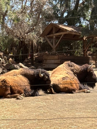 Two bison are enclosed by a wooden fence. The bison have brown and black fur, and small horns. A wire fence is in front of the bison, and there is a wooden shelter in the background with trees surrounding it. The location is the city of Tías, Spain.