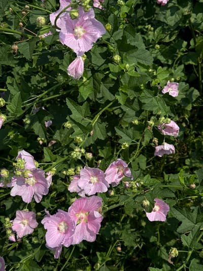 A close-up, overhead shot captures a dense cluster of pink hollyhock flowers in bloom, set against a backdrop of vibrant green foliage. Several blossoms are fully open, revealing delicate pink petals with darker veins radiating from a light-colored center. Other flowers are in various stages of development, with some appearing as unopened buds. The surrounding leaves are a deep green, with serrated edges, characteristic of the hollyhock plant. Sunlight dapples the scene, casting shadows and highlighting the textures of the petals and leaves. The image is devoid of any human presence or man-made objects, presenting a purely natural outdoor scene. The location is a garden within the city of Chernoistochinsk, Russia.