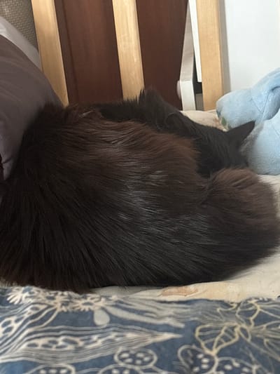 The image shows a close-up view of a black cat curled up asleep. The cat's fur is dark and fluffy, and its body is mostly hidden by its own fur. A small part of the cat's ear is visible, which is black.

The cat is lying on a soft surface, possibly a pillow or blanket, and is nestled against some light-colored fabric with a blue pattern. To the left of the cat, there is a wooden structure with horizontal slats, possibly part of a bed frame or furniture. A light blue, plush toy is visible behind the cat's head. The background is blurred, making it difficult to discern specific details, but it appears to be an indoor setting. The lighting suggests it could be daytime, but there are no strong shadows. The overall mood is peaceful and serene, conveying a sense of comfort and rest. No text is visible in the image.