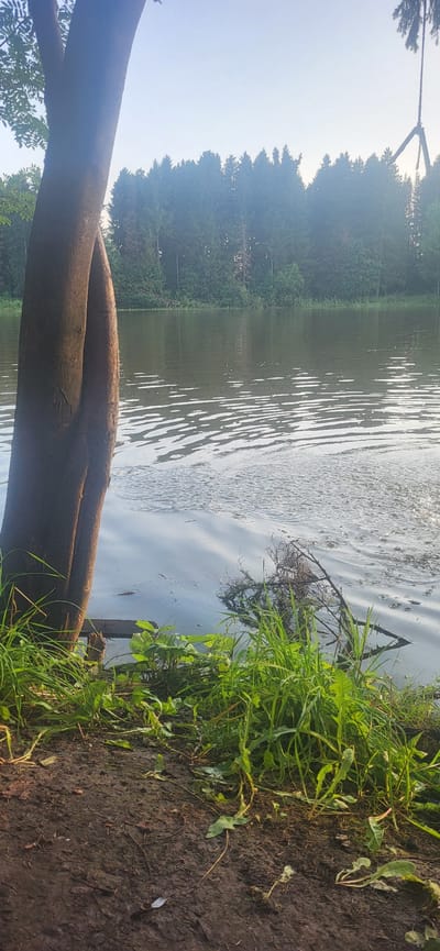 The image depicts a scenic natural setting, likely a forest bordering a body of water. In the foreground, a large, rough-barked tree trunk lies horizontally across the lower portion of the frame, partially obscuring the view of the water and vegetation. To the right of the trunk, lush green grass and some leafy plants grow along the muddy bank. The water, which occupies the middle ground, is calm with gentle ripples reflecting the sky and surrounding trees. The far bank of the water is densely lined with a forest of evergreen trees, creating a dark green backdrop. The sky above is bright and hazy, suggesting either early morning or late afternoon, with the sun's rays creating a bright glare on the water. There are no people or animals visible in the scene. The overall impression is one of a peaceful, natural environment, likely in a rural or wilderness area. The orientation of the image is landscape, though it has been rotated 90 degrees clockwise.