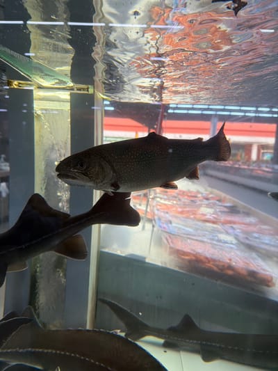 The image depicts an underwater scene in a market display tank in Sokilnyky, Ukraine, featuring several fish. A prominent speckled trout is swimming in the foreground, facing left, with its mouth slightly open. Behind and below it, a dark-colored fish, likely a sturgeon due to its elongated body and fin structure, is partially visible, positioned horizontally. Another sturgeon's body is visible in the bottom left corner, also oriented horizontally. The tank's water surface reflects the overhead lights and the ceiling of the market. In the background, through the tank and out of focus, are rows of packaged food items, suggesting a supermarket or fish market setting. The lighting is bright, illuminating the fish and the water.