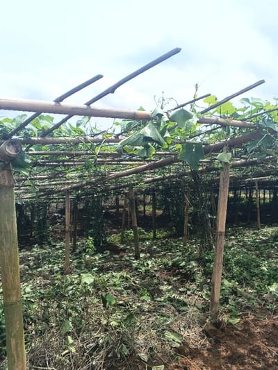 The image displays an agricultural field in ឃុំ ផាត់សណ្ដាយ, Cambodia, featuring a bamboo trellis system supporting various green leafy vines. The trellis is constructed from numerous horizontal and vertical bamboo poles, forming a lattice-like canopy across the frame. Thick, segmented bamboo poles serve as vertical supports, extending from the ground to the overhead structure. The ground beneath the trellis consists of dark brown soil, interspersed with green undergrowth, fallen leaves, and dried plant matter. In the background, additional vegetation or trees are partially visible behind the trellis. The sky above is light blue with scattered white clouds, indicating daytime conditions. No human subjects, animals, or specific actions are depicted.