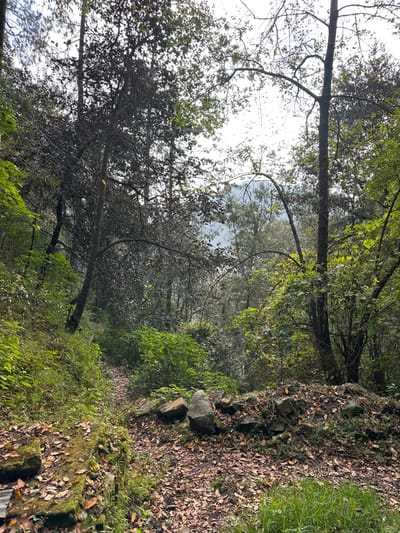 A landscape image depicting a forest trail bordered by a stone wall covered in fallen leaves and moss. Lush green foliage fills the scene, with tall trees framing the view. The sky is overcast, casting a soft light on the pathway, which leads into the distance. The foliage is dense, and the ground is covered with leaves and vegetation.