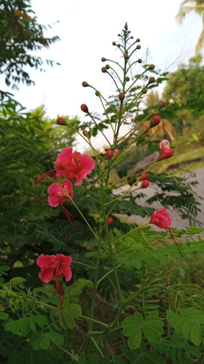 The image shows a vibrant red Poinciana flower in bloom, surrounded by lush green foliage. The background suggests a natural environment with other trees and vegetation, possibly along a pathway or roadside. The photo was taken in Blangtingkeum, Indonesia, as indicated in the prompt. The focus is on the flower's vivid color and intricate details, contrasted against the softer, less defined backdrop of the surrounding nature. There are no people present.