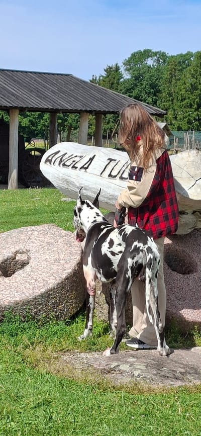 In Angla, Estonia, a harlequin Great Dane stands beside a person wearing a tan jacket with a red plaid overlay on the sleeves and back, and khaki pants. The dog is looking to the left, while the person is looking down at the dog and holding a leash. Behind them, a large, weathered log is carved with the name "ANGELA TUL". To the left of the log, a rustic wooden structure with a grey roof stands, and in the background, trees and a blue sky are visible. In the foreground, large, rough-textured millstones are present, with green grass and a rocky ground covering the area. The scene appears to be outdoors, possibly in a rural or historical park setting.