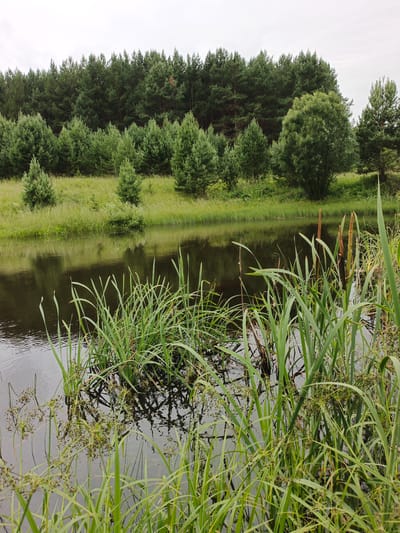 The image depicts a tranquil natural scene in Medvedyovka, Russia. The foreground is dominated by a dark body of water with lush green reeds and cattails growing along its edge. The water reflects the overcast sky and the dense forest that forms the backdrop. The forest consists of a variety of evergreen trees, with a mix of taller pines and smaller, younger trees closer to the water. The sky is uniformly gray, suggesting cloudy weather. There are no people or animals visible in the image. The overall impression is one of a serene, undeveloped natural landscape.