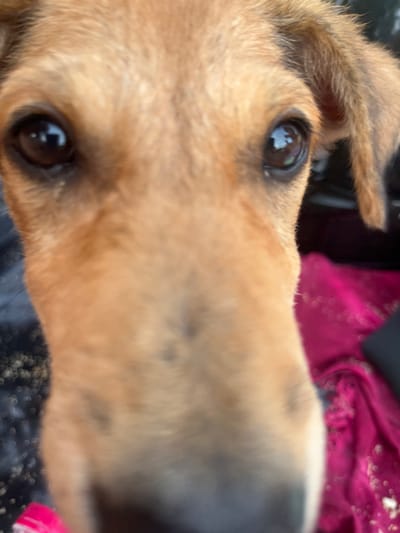 The media file shows a close-up, low-angle shot of a light brown dog's face. The dog's fur is visible in detail, with individual strands and slight variations in color. Its eyes are dark and reflective, with a noticeable glint of light in each. The dog's ears are also visible, one slightly perked up and the other relaxed. The background is blurred and out of focus. To the left and above the dog's head, a dark, indistinct shape is visible, possibly part of a person or object. To the right and in the background, a bright, fuchsia-colored fabric is present, also blurred. The overall impression is an intimate portrait of a dog, captured in a candid moment. The lighting suggests it could be daytime, with some natural light contributing to the reflections in the dog's eyes. There is no visible text in the image. The context provided is "Batawala, Sri Lanka," which suggests the location where the photo was taken, but there are no specific visual cues within the image to confirm this location. The emotional tone conveyed by the dog's gaze is one of curiosity or gentle attention.
