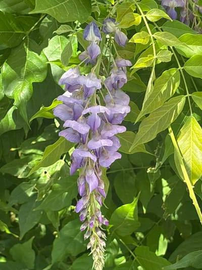 This media file is a close-up, horizontal shot of a cluster of light purple wisteria flowers cascading downwards amidst lush green foliage. The flowers are delicate and pendulous, with individual blooms forming racemes that are beginning to open. The leaves are varied in size and shape, with some appearing new and bright green, while others are more mature and darker, with visible veins. Sunlight filters through the leaves, creating dappled shadows and highlighting the texture of the foliage and petals. The overall impression is one of natural beauty and springtime bloom. The setting appears to be an outdoor garden or natural landscape. There is no visible text or human activity. The time of day is likely daytime due to the bright lighting and shadows. The location is specified as Coslada, Spain.