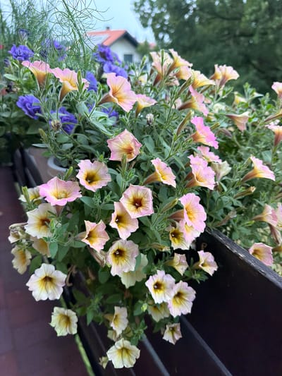 The image shows a close-up view of a planter box filled with petunias. The petunias are a mix of light pink and yellow, with some darker centers. There are also some blue flowers in the background, possibly lobelia. The planter box is made of dark wood and appears to be on a balcony or patio. In the background, there is a house with a red tile roof and some trees. The sky is overcast. The scene is located in Creußen, Germany.