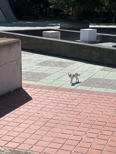 A calico cat walks across a paved plaza in front of a modern concrete structure. The plaza is tiled with a pattern of red and green squares. The cat, primarily white with orange and black patches, walks towards the left of the frame, casting a shadow. In the background, a dark grey concrete wall encloses a slightly elevated area with a white cube sculpture. Beyond that, trees and benches are visible, suggesting a park or public space. The lighting indicates it is daytime, with strong sunlight creating distinct shadows. The location is identified as Shabla, Bulgaria.
