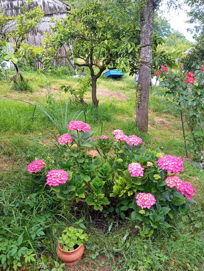 This image depicts an outdoor scene in a garden setting, likely in a rural area. In the foreground, a vibrant bush of pink hydrangeas is in full bloom, with large, round flower heads. To the left of the hydrangeas, a small potted plant with green leaves sits in a terracotta pot. The ground is covered in lush green grass and other low-lying plants.

In the mid-ground, a thick tree trunk with rough bark stands centrally. A rope is wrapped around the tree, suggesting it might be tied to something or used for support. Behind the tree and hydrangeas, the garden slopes upwards, with more greenery and trees. A wooden building with weathered siding is visible in the background, to the left. A bright blue plastic container or trough is situated on the slope behind some of the trees.

To the right of the tree, a rose bush with several bright pink roses is in bloom, adding another splash of color to the scene. The overall environment appears to be a cultivated garden, with a mix of flowering plants, trees, and natural vegetation, suggesting a peaceful and somewhat overgrown natural setting. The presence of the wooden building and the blue container hints at a residential or perhaps agricultural property. The image captures a moment of natural beauty in what could be a rural homestead in the city of Bagazhvyashta, Abkhazia.