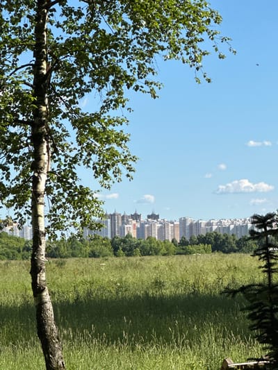 This is a full, eye-level, vertical shot of a grassy field in Dubrovitsy, Russia. In the foreground on the left, a birch tree stands tall with a white and black trunk and green leaves. Behind the tree, a vast field of tall, green grass stretches towards a line of trees. Beyond the trees, a city skyline of numerous apartment buildings is visible under a clear blue sky with scattered white clouds. A dark green conifer tree is partially visible in the bottom right corner of the frame. The image captures a serene, natural landscape juxtaposed with urban development, under the bright daylight of a sunny day.
