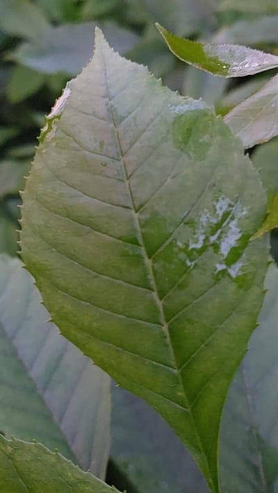 This media file is a close-up photograph of a green leaf, likely taken outdoors. The leaf has a serrated edge and prominent veins running through it. There are water droplets or some reflective substance on the surface of the leaf, creating highlights. The background is blurred and consists of other green foliage, suggesting a natural setting. The lighting appears diffused, possibly indicating an overcast day or shade. No people, text, or specific activities are visible. The location context provided is Novocherkassk, Russia, which implies the photograph was taken in that region.