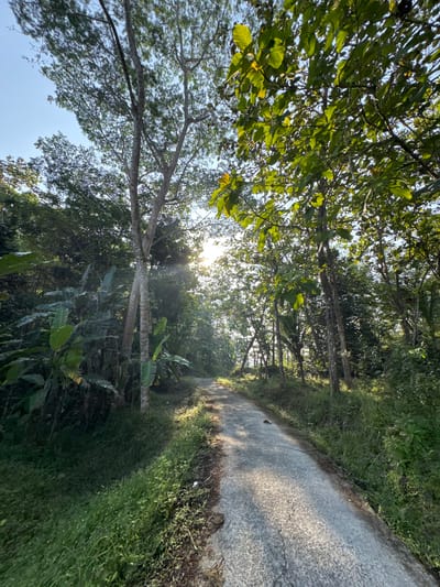 The image shows a narrow, paved road winding through a lush, green forest. The road is cracked and weathered, with patches of grass and dirt growing along its edges. Sunlight filters through the dense canopy of trees, casting dappled shadows on the road and surrounding vegetation. Tall, slender trees with light-colored bark line the road, their branches reaching towards the sky. In the foreground, large, broad-leafed plants, possibly banana trees, are visible. The environment is humid and tropical, indicative of a location like Alian, Indonesia, where such vegetation is common. The scene conveys a sense of tranquility and natural beauty. There are no people or animals visible in the image.