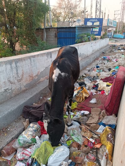 An overhead-angle photograph captures a scene in Anantapur, India, dominated by a black and white cow scavenging amidst a substantial accumulation of refuse. The cow, primarily black with distinct white markings on its back, head, and legs, has its head lowered, interacting directly with the varied garbage pile.

The refuse, located in a narrow strip between a faded white concrete barrier (approximately waist-high to the cow) and an unseen wall or building, consists of an extensive array of discarded items. These include numerous plastic bags (some clear, some colored, containing various contents), crumpled paper, cardboard pieces, textile fragments, discarded food wrappers, and what appears to be a worn red mattress leaning against an unseen boundary to the right. A dark brown duffel bag is also visible on the ground behind the cow's head.

Beyond the concrete barrier, the background reveals an urban or semi-urban environment. To the left, a dense green tree with climbing vines is visible, partially obscuring a building with a corrugated blue metal gate and concrete block wall. To the right, a paved road or alleyway extends into the distance, lined with various structures, utility poles, and overhead power lines. A large blue billboard is prominently displayed in the midground, featuring text that reads "A trusted brand with Superior Quality Products." A smaller "TATA PLAY" satellite dish is mounted on a nearby building. The overall lighting suggests either early morning or late afternoon. No human figures are present.
