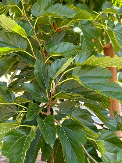 The media file is a close-up shot of green leaves and branches, likely from a tree. The leaves are ovate with serrated edges and prominent veins. Some leaves are lighter green, suggesting they are younger or catch more light. The branches are thin and woody, with a few small buds visible. The background is softly blurred, showing hints of a wooden structure and possibly a building, suggesting an outdoor setting. The lighting suggests it is daytime, with sunlight filtering through the leaves, creating highlights and shadows. There is no text visible in the image. The scene is natural and peaceful, focusing on the details of the foliage. The image evokes a sense of nature and growth.