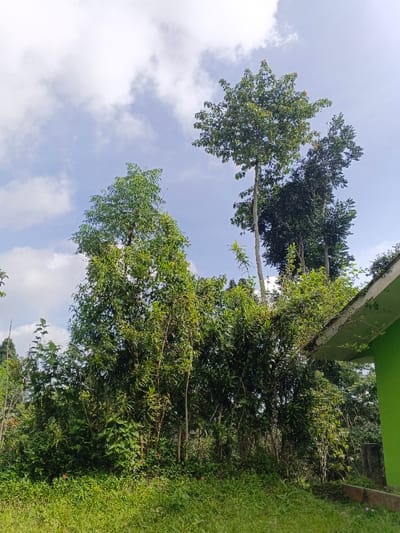 The image depicts a verdant, outdoor scene, characteristic of a humid, vegetated environment, stated to be in the city of Nanlao, China. The upper half of the frame is dominated by a partly cloudy sky, featuring white and light grey clouds against a light blue background. Below the sky, numerous trees with dense green foliage occupy the majority of the image.
Prominently, several tall, slender trees with visible trunks rise vertically. One particularly tall tree, slightly right of center, exhibits a full crown of green leaves. To its left, another tall tree also displays a dense canopy. The lower two-thirds of the image consist of thick, unruly green vegetation, including numerous bushes, smaller trees, and ground cover, suggesting a natural or unkempt area.
On the far right, the upper corner of a man-made structure is visible. This structure features a bright green wall and a light-colored, possibly off-white or pale grey, roof overhang or eave. Green foliage, appearing to be vines or small plants, is growing on and over this roof edge, indicating either neglect or intentional greening. No people, animals, or specific actions or interactions are visible within the frame. The overall impression is one of lush, overgrown greenery under a partly cloudy sky.