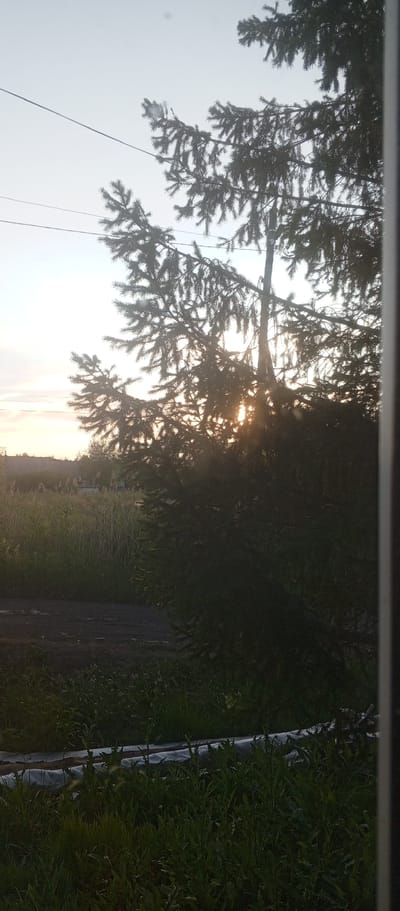 The image depicts a serene outdoor scene, likely in Petukhovo, Russia, during the late afternoon or early evening as indicated by the soft, warm glow of the setting sun filtering through the branches of a large fir tree. The foreground is dominated by the dark silhouette of the evergreen tree, its needles casting intricate shadows. To the left and background, a field of tall grass and reeds stretches towards a low horizon, where indistinct structures or buildings are partially visible through the haze. The sky is a pale, clear blue, with subtle hints of soft clouds or atmospheric haze near the horizon. A thin, dark line, possibly a wire or power line, stretches horizontally across the upper left portion of the frame. The overall mood is peaceful and tranquil, capturing the quiet beauty of a rural landscape at dusk. There is no visible text in the image.