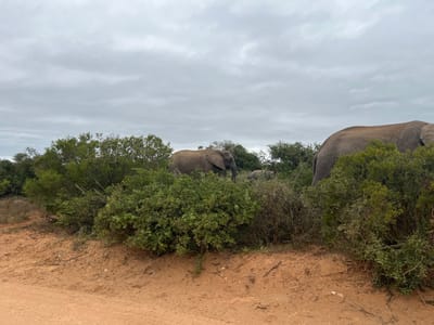 The image displays a natural landscape within Addo Elephant National Park, located in the Sundays River Valley Local Municipality, South Africa. The foreground consists of a reddish-brown dirt track with visible indentations. Above this, dense, green bushveld vegetation, comprising shrubs and small trees, extends across the midground and background. Three African elephants are present amidst this vegetation. A large elephant, with its rear torso and hind leg visible, stands partially obscured by bushes on the right side of the frame. Towards the middle-left, another elephant's head, face, and trunk are visible through breaks in the foliage. A smaller, juvenile elephant is partially discernible between these two larger animals, deeper within the dense scrub. The sky above is overcast with a continuous layer of light grey clouds. No human subjects are visible.