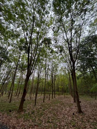 The image shows a rubber tree plantation in Ban Bang Khao, Thailand. Trees are planted in rows. The ground is covered with brown leaves.