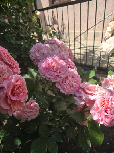 In Buialyk, Ukraine, a cluster of delicate pink roses adorns a garden. The roses, with their many ruffled petals, are a vibrant splash of color against the lush green foliage. In the background, a fence with vertical metal bars separates the garden from a building with a light-colored facade. Sunlight casts dappled shadows, creating a dynamic play of light and shade on the scene. The overall impression is one of natural beauty and serene tranquility, characteristic of a well-tended outdoor space in a Ukrainian village.