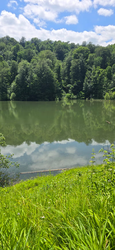 The image depicts a serene natural landscape in Babugent, Russia. The scene is divided vertically, with the left side featuring a dense, lush green forest that slopes downwards towards a body of water. The forest canopy appears thick and vibrant, suggesting a healthy woodland. To the right of the forest, a calm, greenish body of water reflects the sky and the surrounding greenery, creating a mirror-like effect. The water's surface is mostly smooth, with subtle ripples indicating a gentle breeze.

Along the right edge of the image, a narrow strip of tall, bright green grass lines the bank of the water. This grassy area is dense and appears to be a meadow or a field of wild vegetation, with some smaller plants and white wildflowers interspersed. A thin, dark-colored log or branch lies horizontally on the water's surface near the grassy bank, adding a natural element to the composition.

In the upper left portion of the image, a bright blue sky is visible, dotted with fluffy white clouds. The reflection of these clouds is also prominent on the water's surface, contributing to the sense of depth and tranquility.

The lighting suggests it is daytime, likely late morning or early afternoon, given the brightness of the sky and the illumination of the foliage. The overall mood conveyed by the image is peaceful and idyllic, highlighting the beauty of nature. There is no visible text in the image.