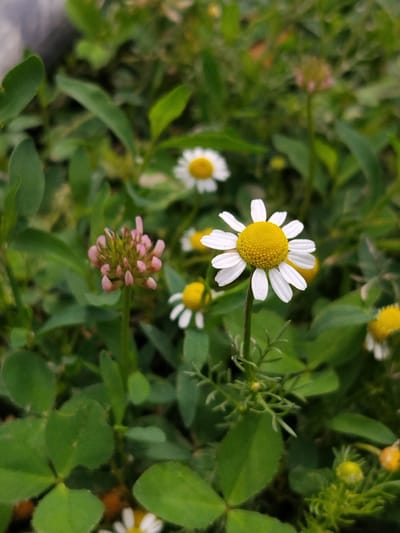 A close-up, eye-level shot captures a cluster of small daisies and a pink clover bloom amidst lush green foliage. The daisies, with their bright yellow centers and white petals, are in focus, while the clover bud appears slightly softer. The background is a blur of green, suggesting a natural setting. The image was taken on April 24, 2024, at 12:36 PM, likely in the city of Djany-Pahta, Kyrgyzstan. The lighting suggests it is midday.
