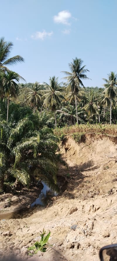 A tropical scene showcases tall palm trees reaching towards a bright blue sky dotted with a few white clouds. Below, a small stream meanders through a muddy, eroded bank. Lush green vegetation surrounds the stream and extends further into the background, creating a dense forest canopy. The foreground consists of rough, light-brown soil. A small sapling with green leaves grows at the edge of the bank.