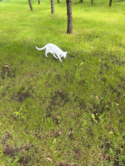 A full-frame, high-angle shot shows a white cat walking on a grassy field with scattered pine trees. The cat, positioned in the upper left quadrant of the image, is captured in mid-stride with its tail raised and curved. The grass is a vibrant green, with patches of dark soil visible through the blades. Several pine trees, their bark rough and textured, are scattered throughout the background, with some of their trunks partially obscured by the foliage. The lighting suggests it is daytime, with natural light illuminating the scene. The location is described as Колюткино, Russia.