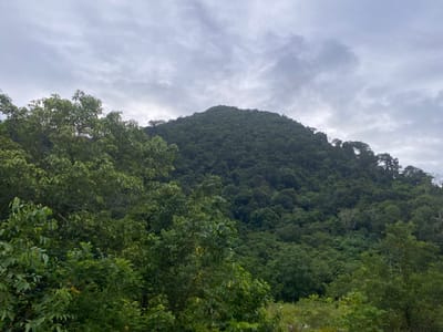 The image shows a lush, green, forested mountain against a cloudy sky. The foreground is dominated by dense foliage and trees, with some lighter green leaves in the immediate foreground and darker green foliage further back. The mountain itself is covered in a thick canopy of trees, with the texture of the forest creating a textured surface. The sky is overcast with a layer of grey clouds. The scene depicts a natural, undeveloped environment. The location is specified as Umongseuribee, Indonesia. There are no people or any visible man-made structures in the image.
