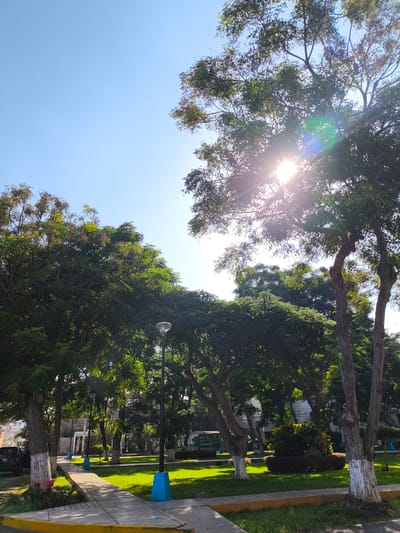 The image depicts a park scene in Víctor Larco Herrera, Peru. The park features trees with green foliage, some with white-painted trunks. A paved pathway with yellow edging extends into the scene. Blue bases support the lamp posts lining the path. The sun shines brightly through the trees. In the background, buildings are visible. A car is parked on the side. Green grass covers the open areas of the park, with shrubs, and plants adding to the landscape.