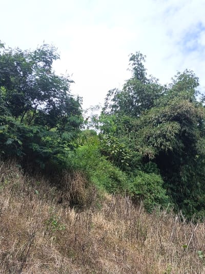 A hillside covered in dry, brown grass transitions to lush green vegetation halfway up. A dense collection of trees and bamboo clusters on the upper half. The sky is partly cloudy, creating a soft, diffused light. The landscape appears natural and untamed, with a mix of textures and colors ranging from the muted browns of the dry grass to the vibrant greens of the foliage.