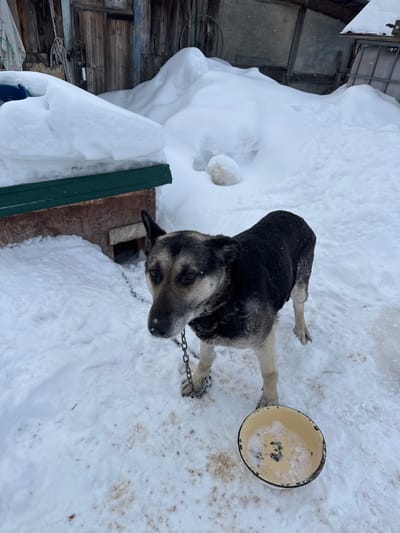 The scene depicts an outdoor, snow-covered environment in Probuzhdenie, Russia. A medium-sized, short-haired dog, predominantly black and tan with a gray muzzle, stands centrally on snow-covered ground. The dog is secured by a metal chain attached to a collar around its neck, extending downwards and out of frame, presumably to an anchor point. Its gaze is directed slightly left of the camera.
To the dog's immediate left is a wooden doghouse with a brown, textured facade and a dark green trim along its roofline, which is heavily laden with snow. A rectangular entrance opening is visible on the doghouse's front. Directly in front of the dog, on the snow, rests an empty yellow enamel bowl containing a small amount of white residue, consistent with snow or ice. The snow surrounding the bowl and beneath the dog shows brown discoloration, indicative of disturbed earth or waste.
In the background, substantial, irregular piles of snow obscure much of the landscape. Behind these snowdrifts, weathered wooden structures, consistent with a rustic building or fence, are visible. The overall environment suggests a cold, winter day with significant snowfall. No human figures are present.
