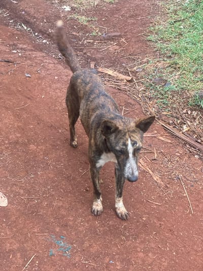 An overhead shot shows a brindle-patterned dog, possibly a mixed breed, standing on reddish-brown dirt. The dog is extending its front paws, seemingly in a playful stretch or greeting. Patches of green grass grow near the edge of the dirt area. The dog has pointed ears and a slender tail that is blurred, suggesting it might be wagging. The fur shows a mix of dark and light shades.