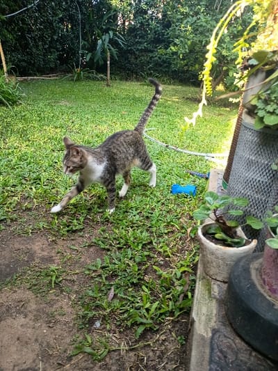 The image shows a tabby cat walking on a grassy lawn in front of a house in El Talar, Argentina, located at coordinates -34.473 latitude and -58.639 longitude. There is a concrete path to the right of the cat, along which various plants are growing in pots. The cat's tail is held high and its ears are perked, suggesting it is alert and playful. To the right of the cat, on the ground, there is a small blue object. The lawn is covered in short, green grass with some patches of brown dirt. The background is a dense hedge of green foliage.