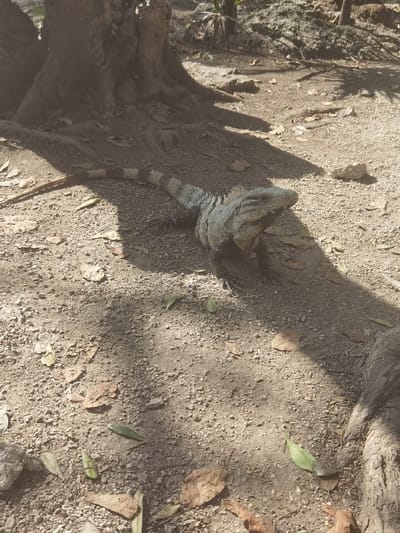 The image shows a large iguana, approximately 3 feet long, lying on the ground in a park located at the coordinates 20.492, -87.258, in San José, Mexico. The iguana has black and gray scales and is facing towards the right side of the image. The iguana is on a dirt path with a large tree trunk, partially visible, in the upper left corner of the image. The path is littered with dry leaves and small rocks. The iguana is in the shade of the tree, and sunlight is filtering through the leaves.