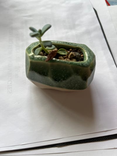 A small, irregularly shaped pot, appearing to be made of dark green ceramic or stone with a textured, speckled glaze, is the central subject of the image. It is positioned on its side. Inside the pot, a light green succulent plant with several plump, fleshy leaves grows from a visible bed of soil mixed with small pebbles. The succulent plant itself appears slightly out of focus. Also within the pot are a tiny green leaf or seedling and a dried, reddish-brown piece of organic matter.

The pot casts a noticeable shadow onto the white surface it rests upon. This surface consists of white paper sheets, likely documents, on which faint and illegible text can be discerned beneath the pot. A thin, braided black cord or strap traverses diagonally across the upper right portion of the background. The scene depicts an indoor, static setting without any human subjects or explicit activities. The image does not contain any specific visual cues to confirm the geographical location as Middle Park, Australia.