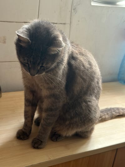 A tabby cat sits on a wooden surface in a room. The cat is facing downwards, with its head bowed. Its fur is a mix of grey and brown. The background consists of a tiled wall and a white shelf. The lighting suggests it is daytime, with light coming from the right. The location is a room in the city of Prosena, Bulgaria.