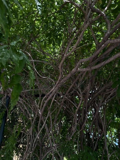 The image shows a dense network of intertwined tree branches and green foliage, suggesting an outdoor setting with abundant vegetation. The light filtering through the leaves indicates a daytime scene. The complexity of the branches creates a natural, somewhat chaotic structure.