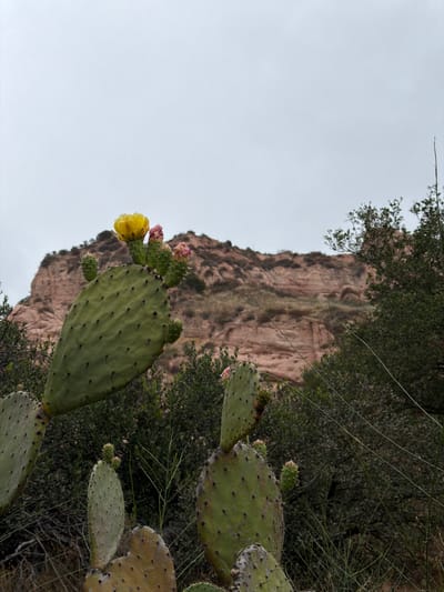 A prickly pear cactus with a blooming yellow flower and several pink flower buds is in the foreground of the image, with a rocky cliff face and green foliage in the background. The cactus pads are green and oval-shaped, with visible spines. The flower is a vibrant yellow and appears to be freshly bloomed, with water droplets on its petals. The pink buds are clustered around the top of the largest pad. Behind the cactus, a large, reddish-brown cliff face is visible, with layers of rock and erosion evident. Dense green foliage, likely bushes and trees, surrounds the lower part of the cliff and extends into the middle ground of the image. The sky above is overcast and light gray. The scene appears to be in a natural, outdoor environment. The location is Lake Forest, California, United States of America.